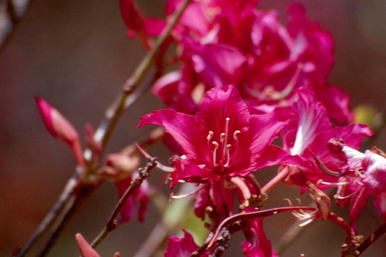 Karen Blixen Coffee Garden & Cottages ナイロビ エクステリア 写真